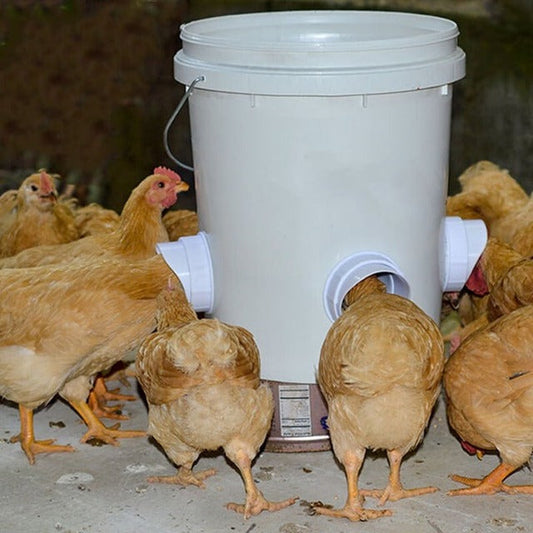 🔥 DIY Chicken Feeder
