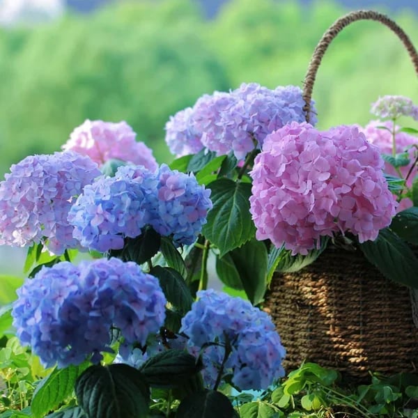 ✨This Week's Special Price $8.85💥Outdoor Artificial Hydrangea Flowers💐