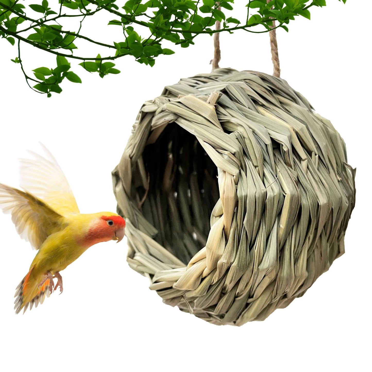 🐦Hummingbird Nest House